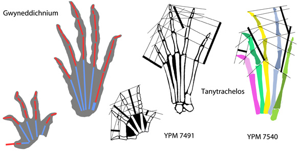Gwyneddichnium compared to Tanytrachelos