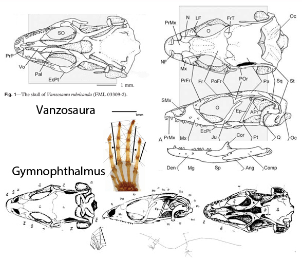 Gymnophthalmus