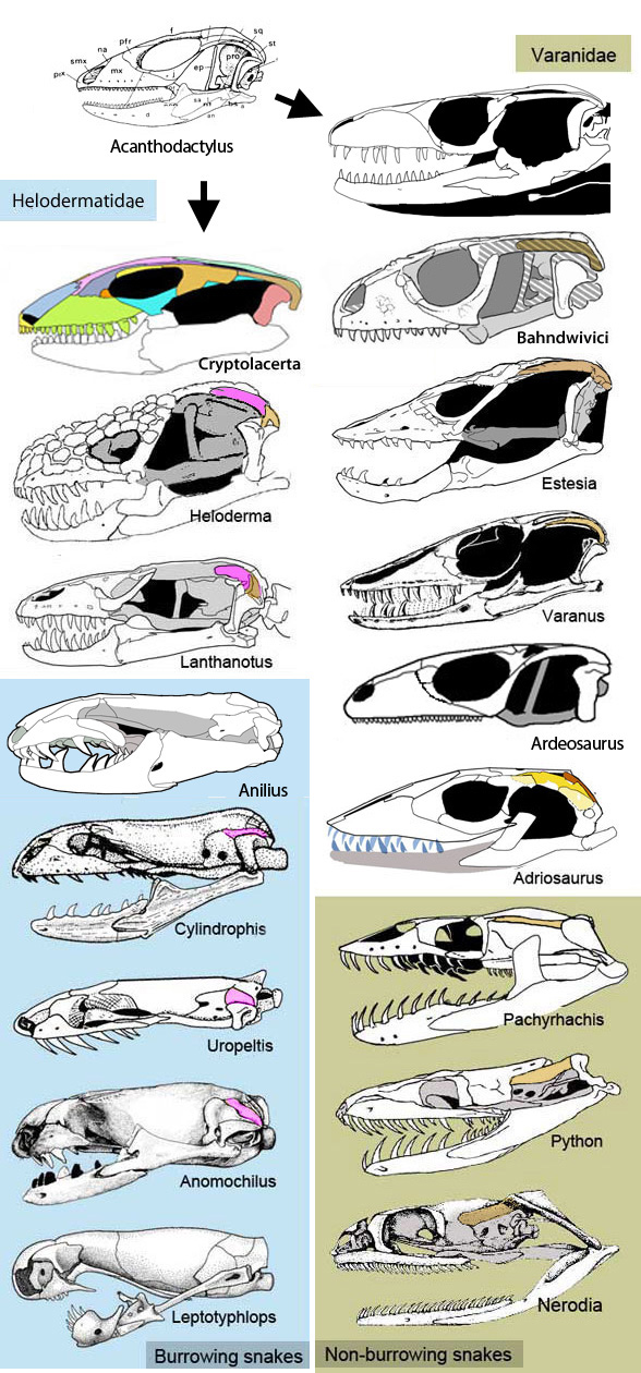Diphyletic orgin of snakes