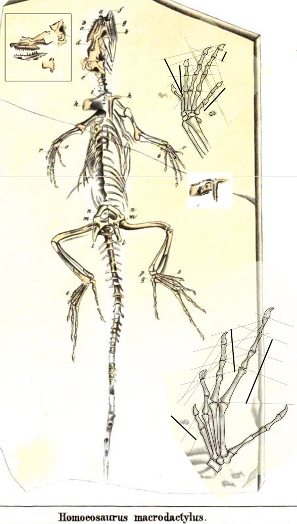 Homoedactylus macrodactylus