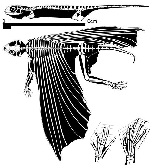Resultado de imagen de Icarosaurus
