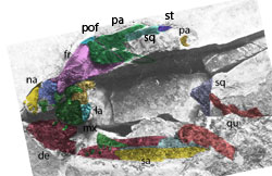 Langobardisaurus rossii skull counterplate