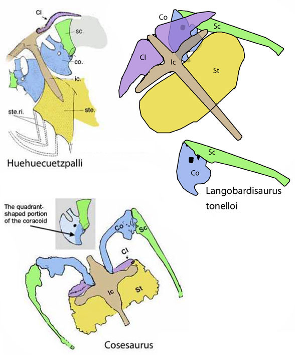 Langobardisaurus pectoral girdle evolution