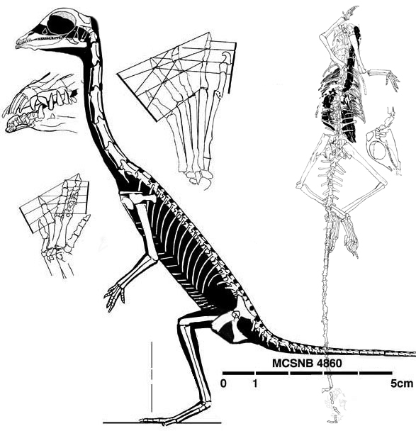 Langobardisaurus.htm