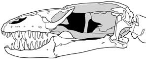 Lanthanotes