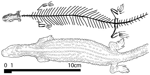 Lanthanotus postcrania