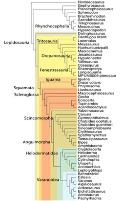 Lepidosauria