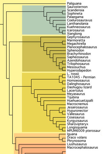 Lepidosauriform tree