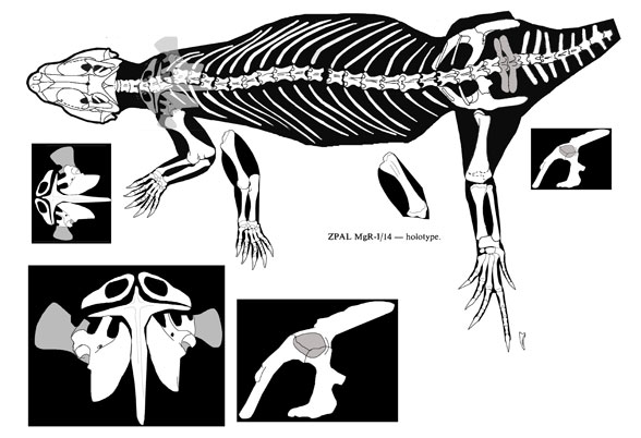Macrocephalosaurus overall