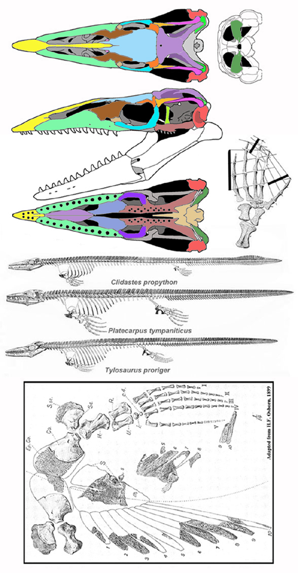 Mosasaurs