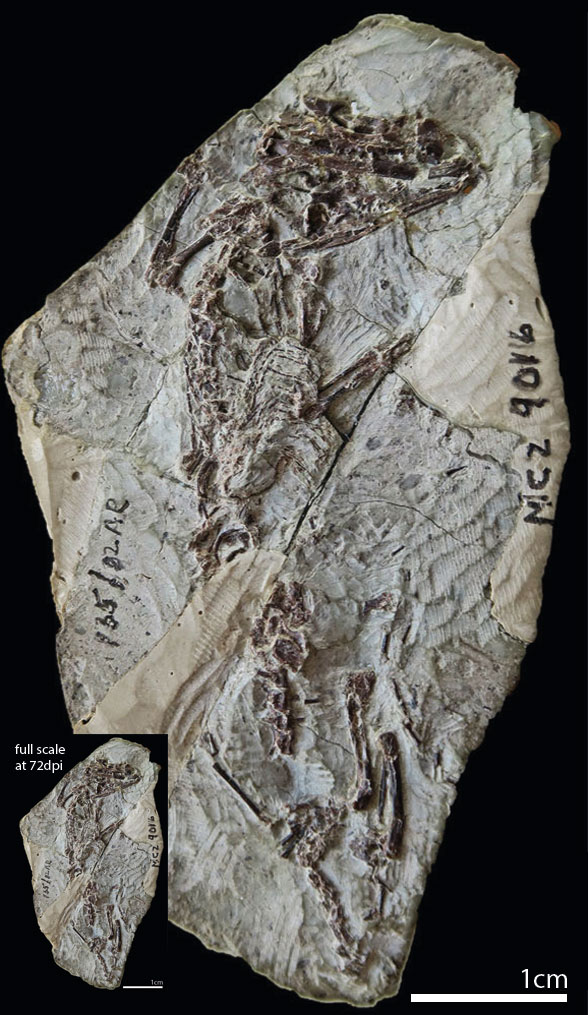 Navajosphenodon in situ