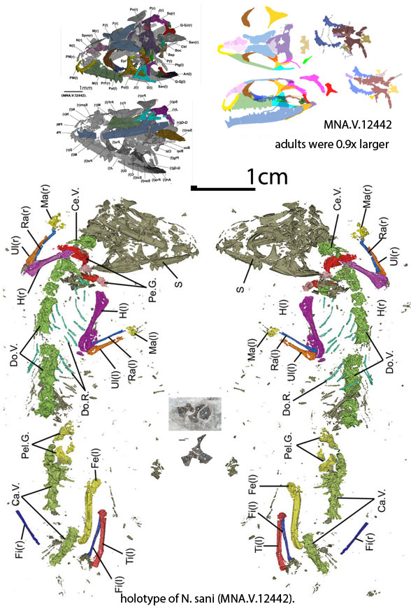 Navajosphenodon sani µCT scan