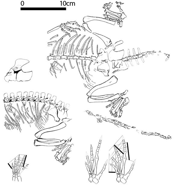 Noteosuchus