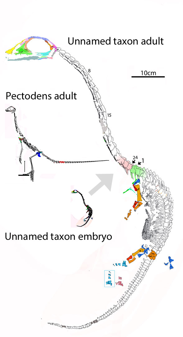 Pectodens and embryo to scale