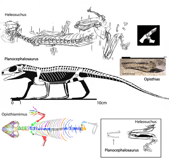 Planocephalosaurus