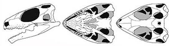 Planocephalosaurus skull