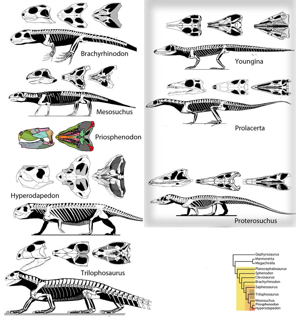 Rhynchosaurs compared