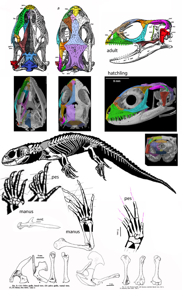 Shinisaurus