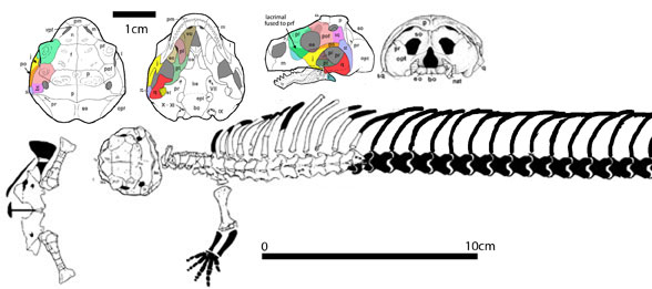 Sineoamphisbaena