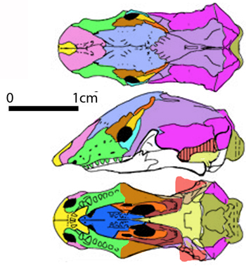 Spathorhynchus