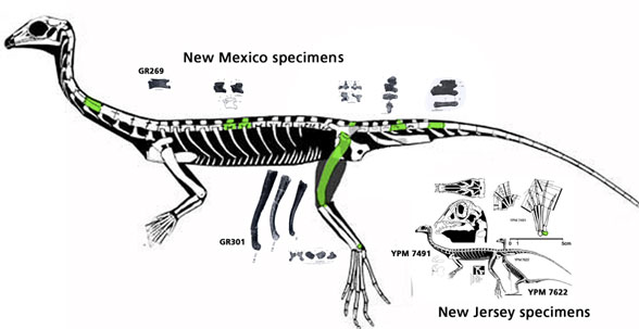 giant New Mexico Tanytrachelos
