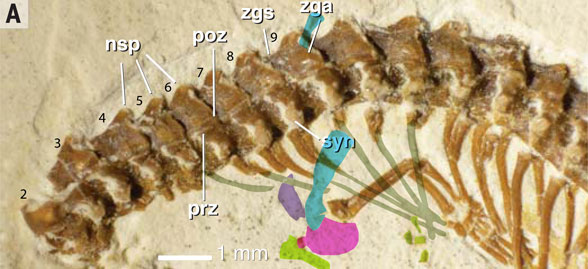 Tetrapodophis pectoral girdle