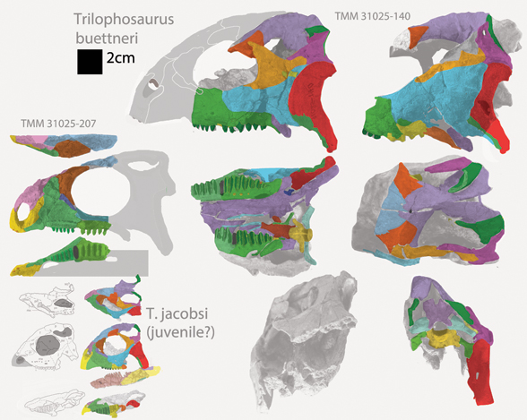 Trlophosaurus skulls