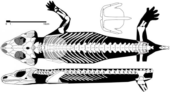 Macroleter postcranial