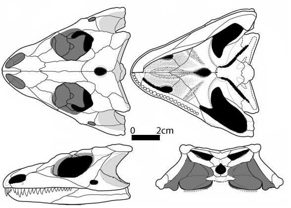 Cranial anatomy of the Permian parareptile (?) Macroleter poezicus