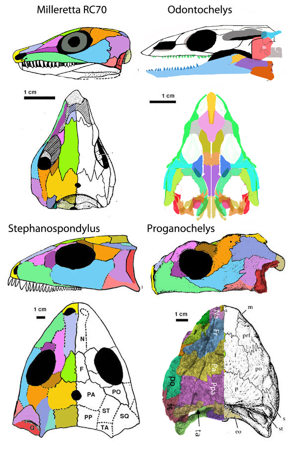 Odontochelys nests with Milleretta