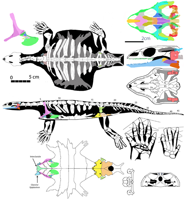 Odontochelys