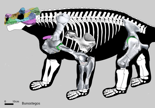 Proganochelys evolution