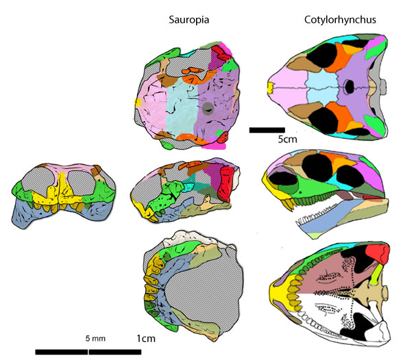 Sauropia compared to Cotylorhychus
