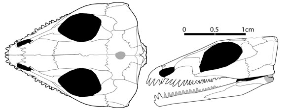Saurorictus
