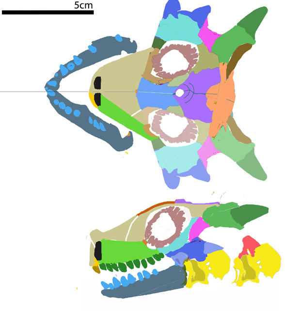 Sclerosaurus skull
