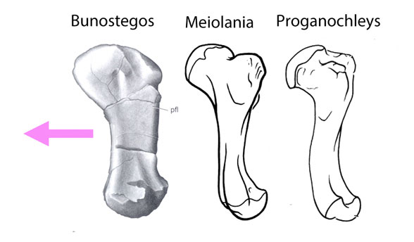 Turtle femur evolution