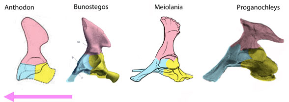 Turtle pelvis evolution