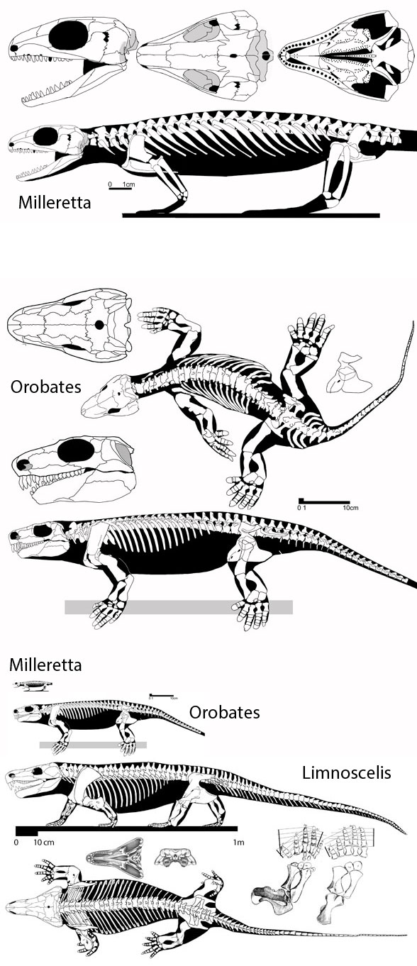 Milleretta, Orobates and Limnoscelis to scale