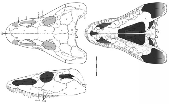 Acheloma dunni skull