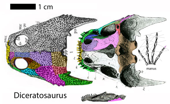 Diceratosaurus