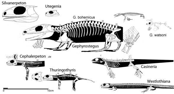 Basal reptile size comparison