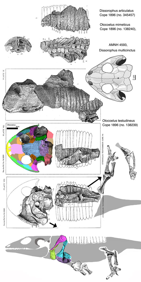 Otocoelus Dissorophus post crania
