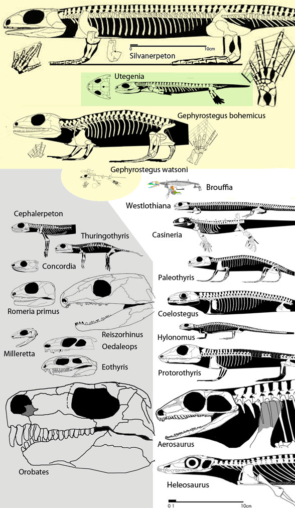 The Origin of Reptiles