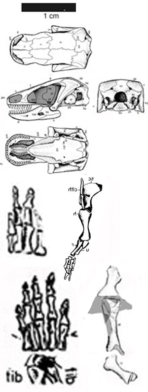 Brachydectes limbs