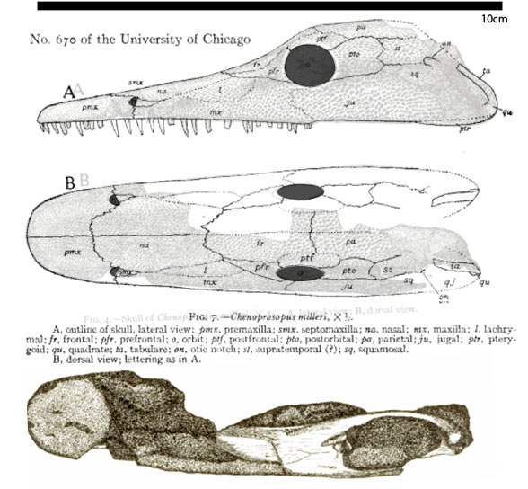 Chenoprosophus