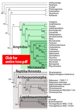 Tetrapods and Pre-reptiles