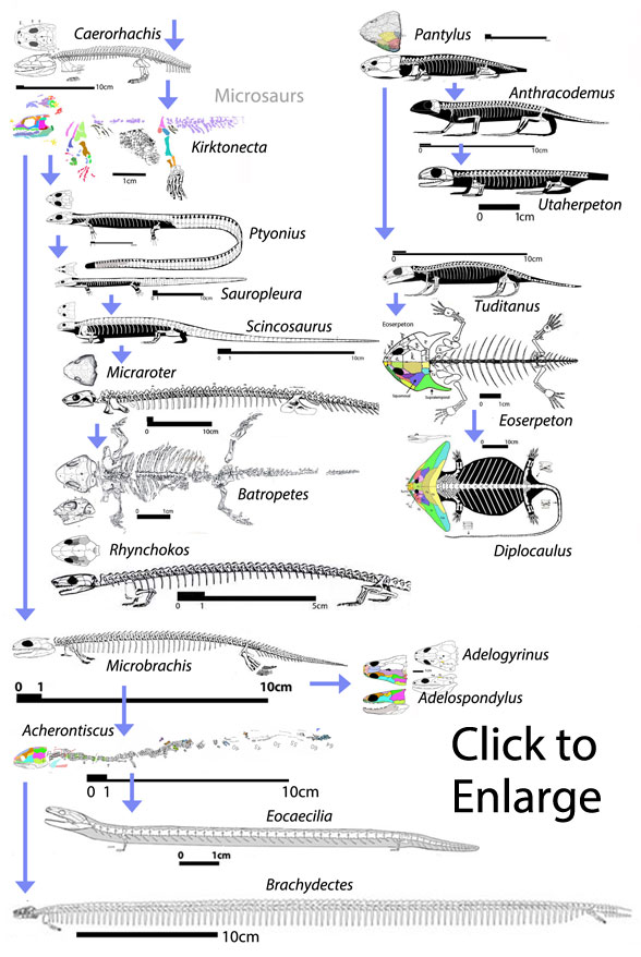 Microsaurs