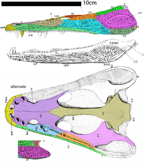 Neldasaurus lateral skull