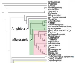 Tetrapods and Pre-reptiles