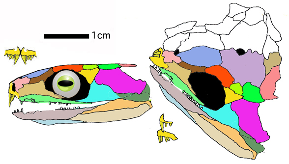 Utegenia skull